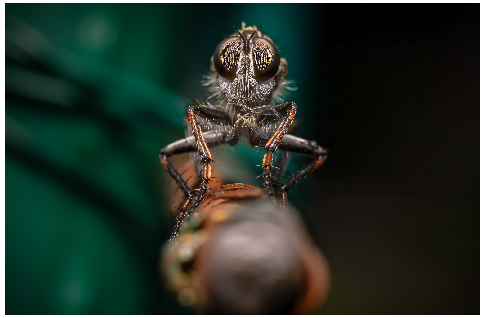 Wildfliege mit Beute