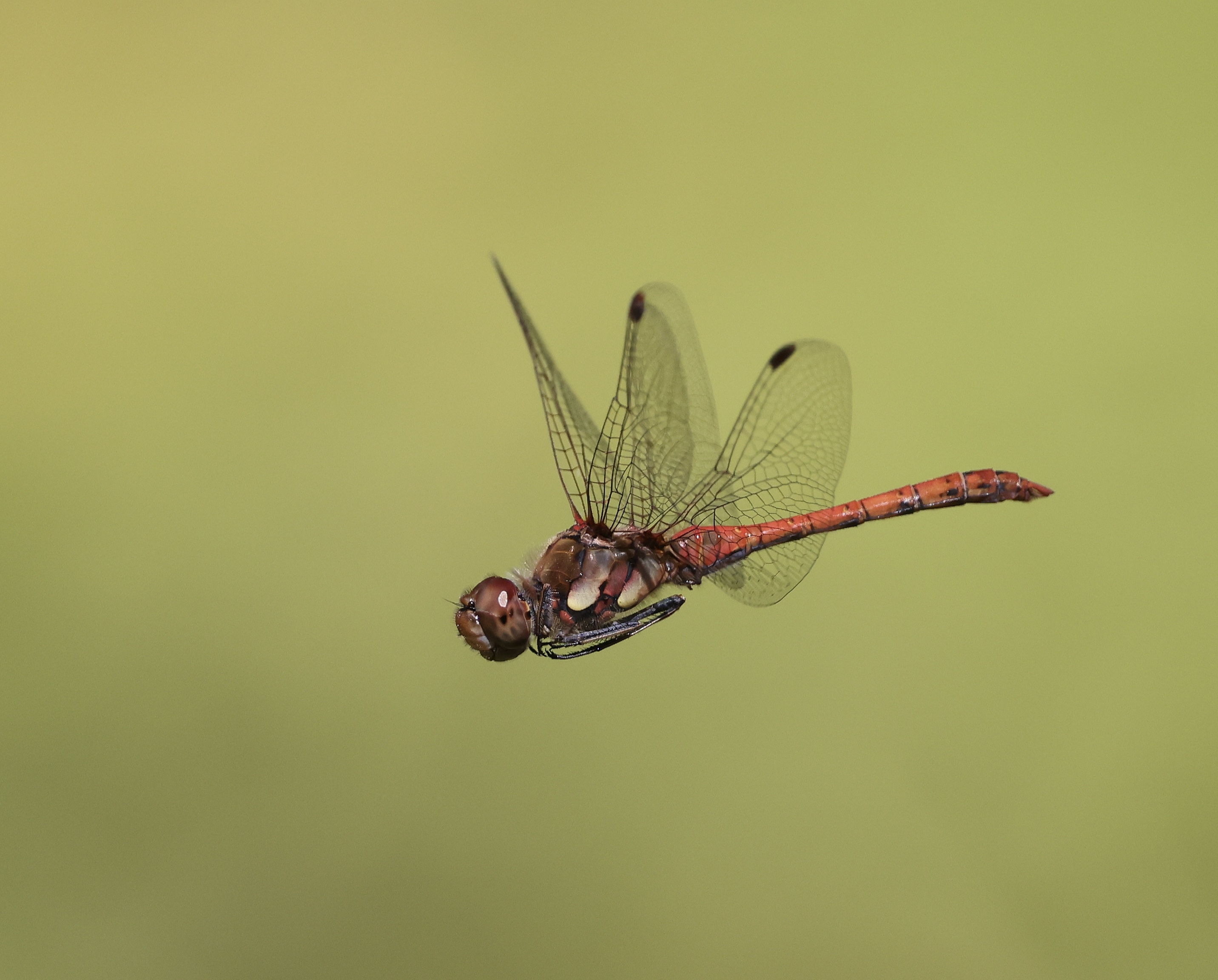 Große Heidelibelle im Flug