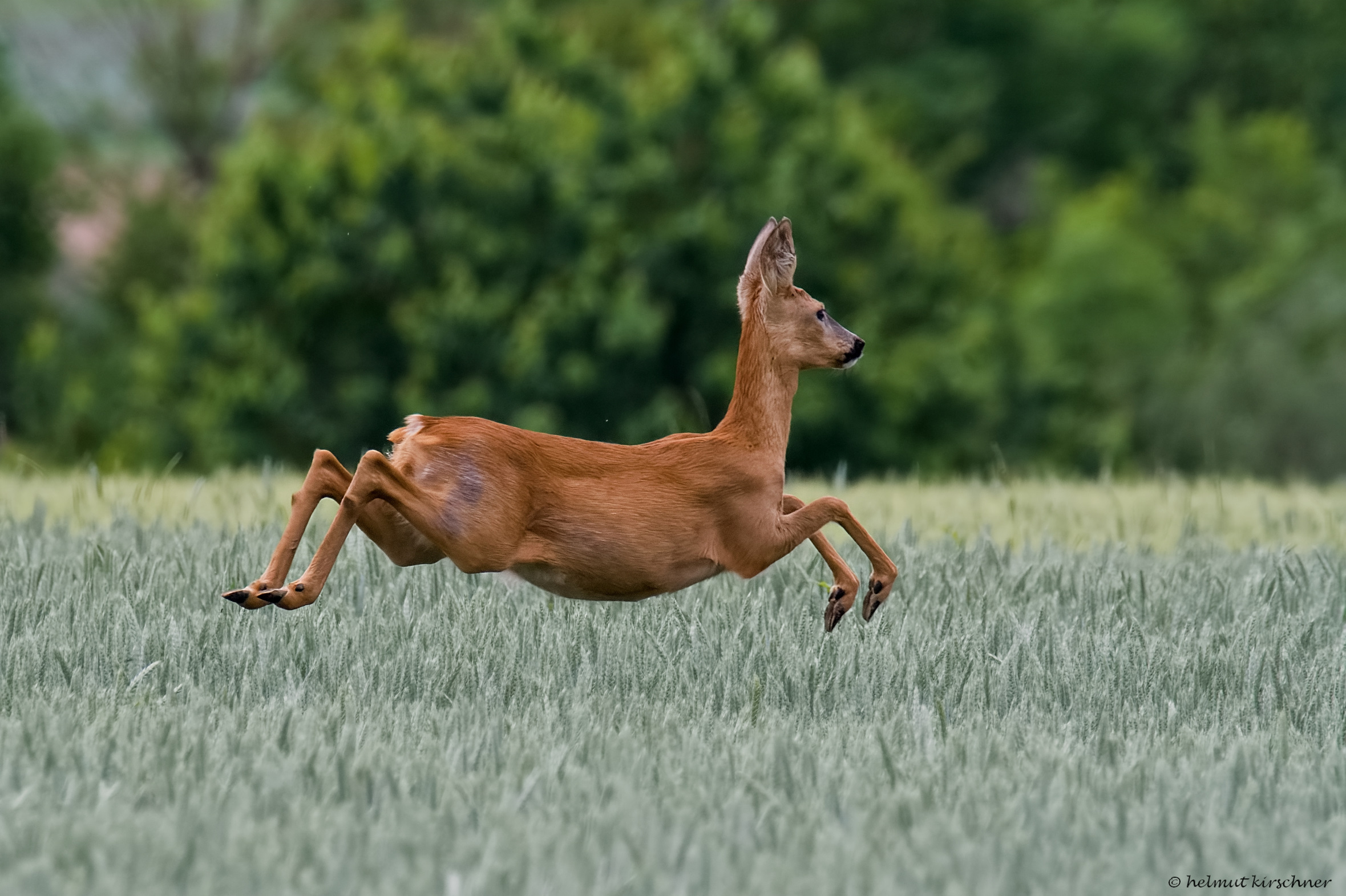 auf der Flucht