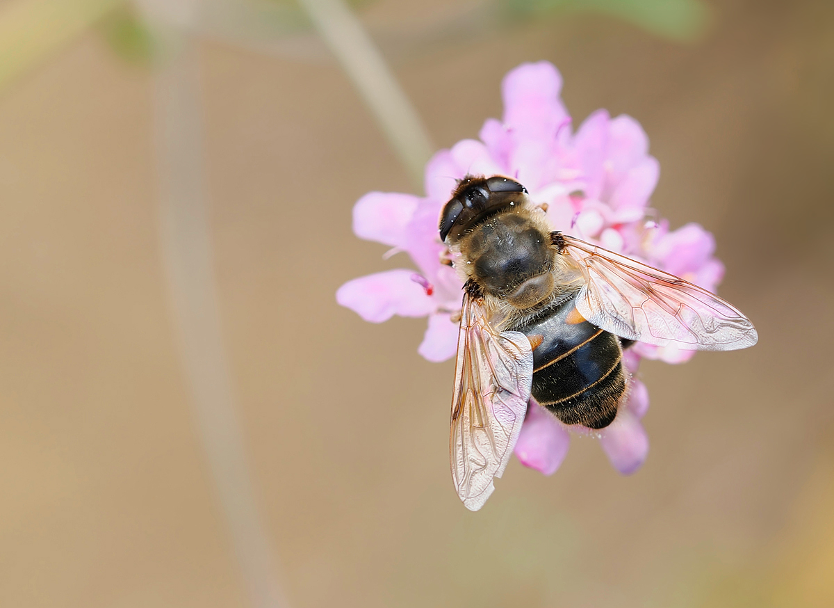 Mistbiene (Eristalis tenax)