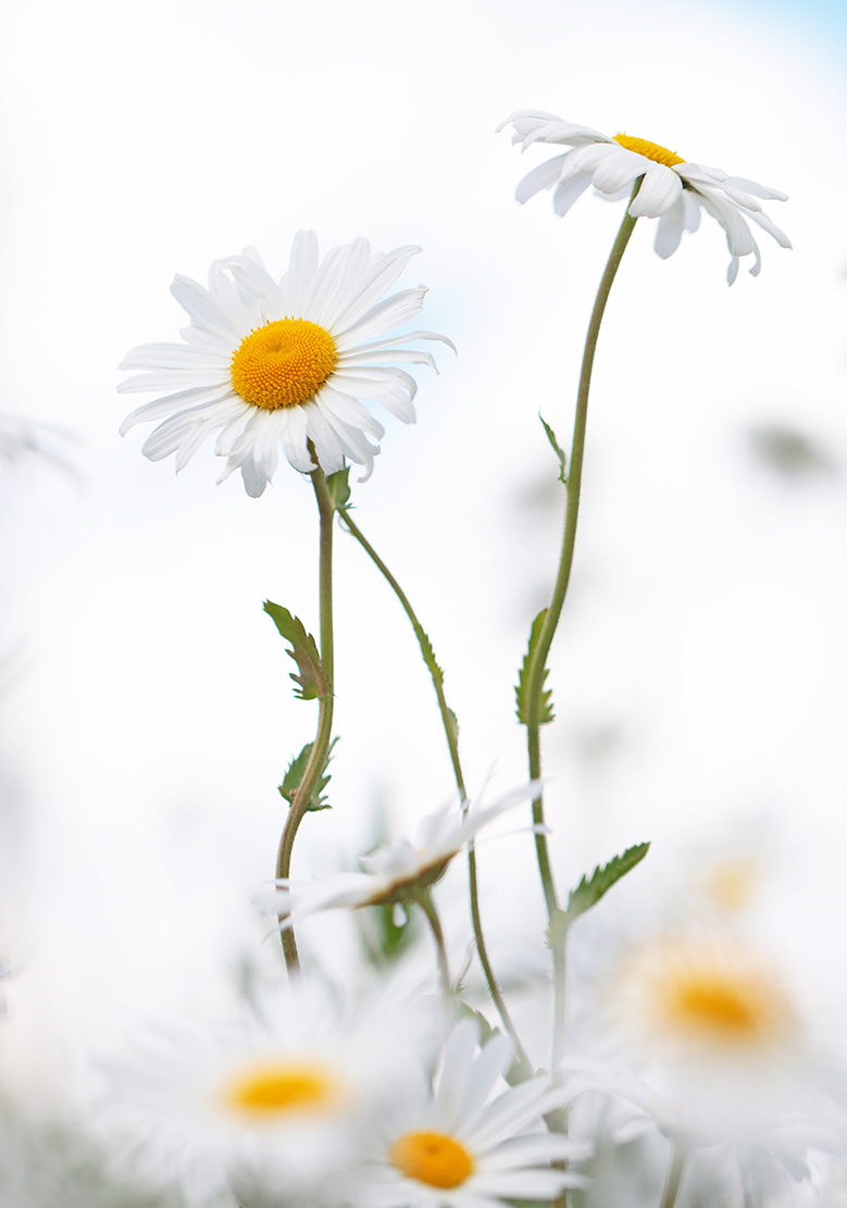 Margeriten