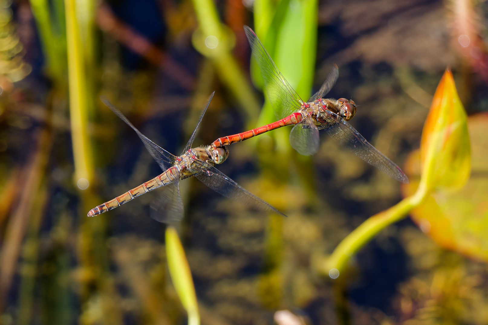 Heidelibellen am Gartenteich