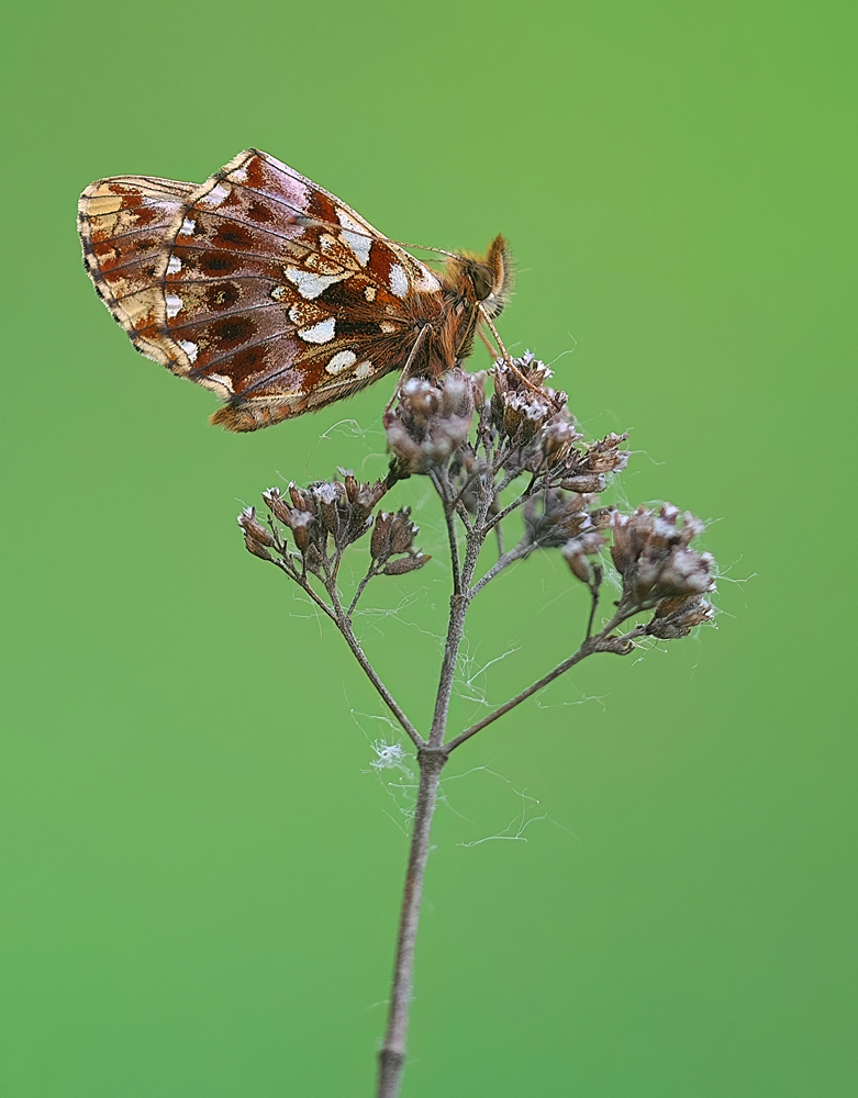 *Boloria dia*
