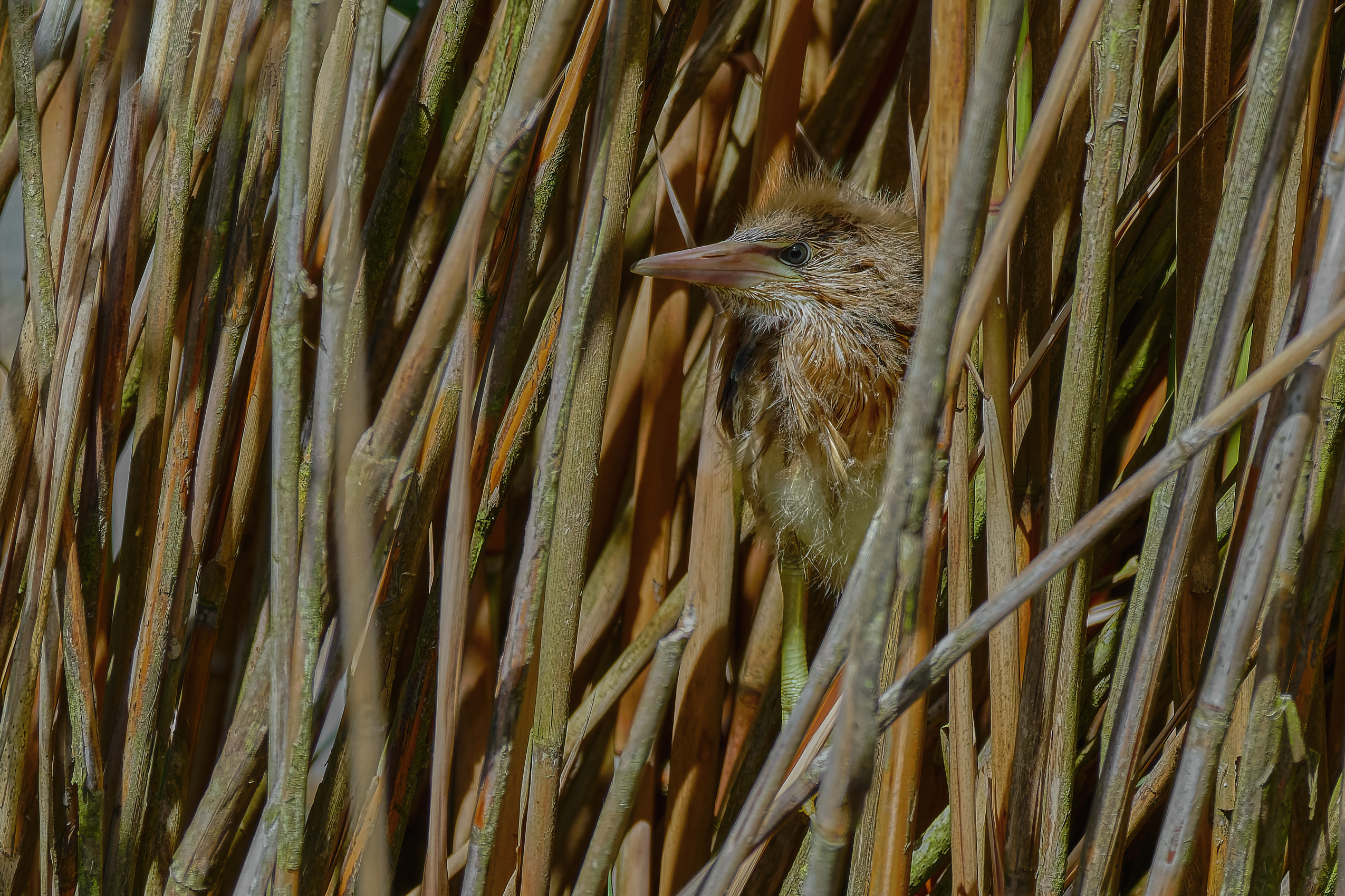 Gut versteckt (Zwergdommel)