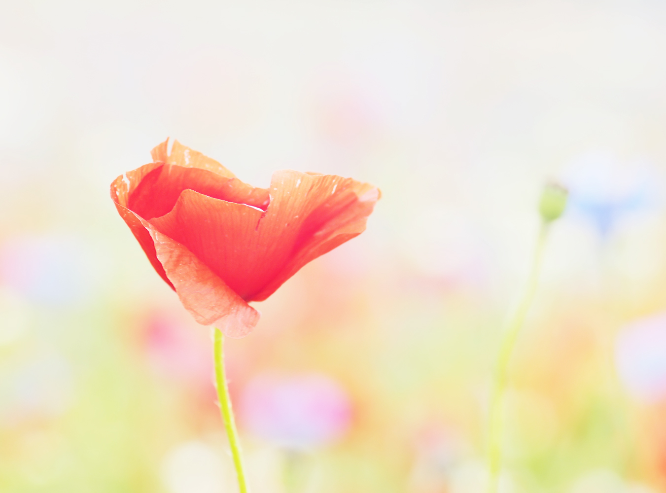 Mohnblüte