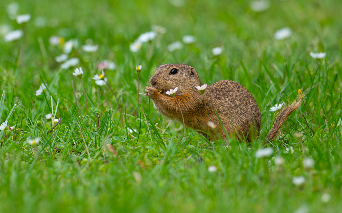 Ziesel unter den Gänseblümchen
