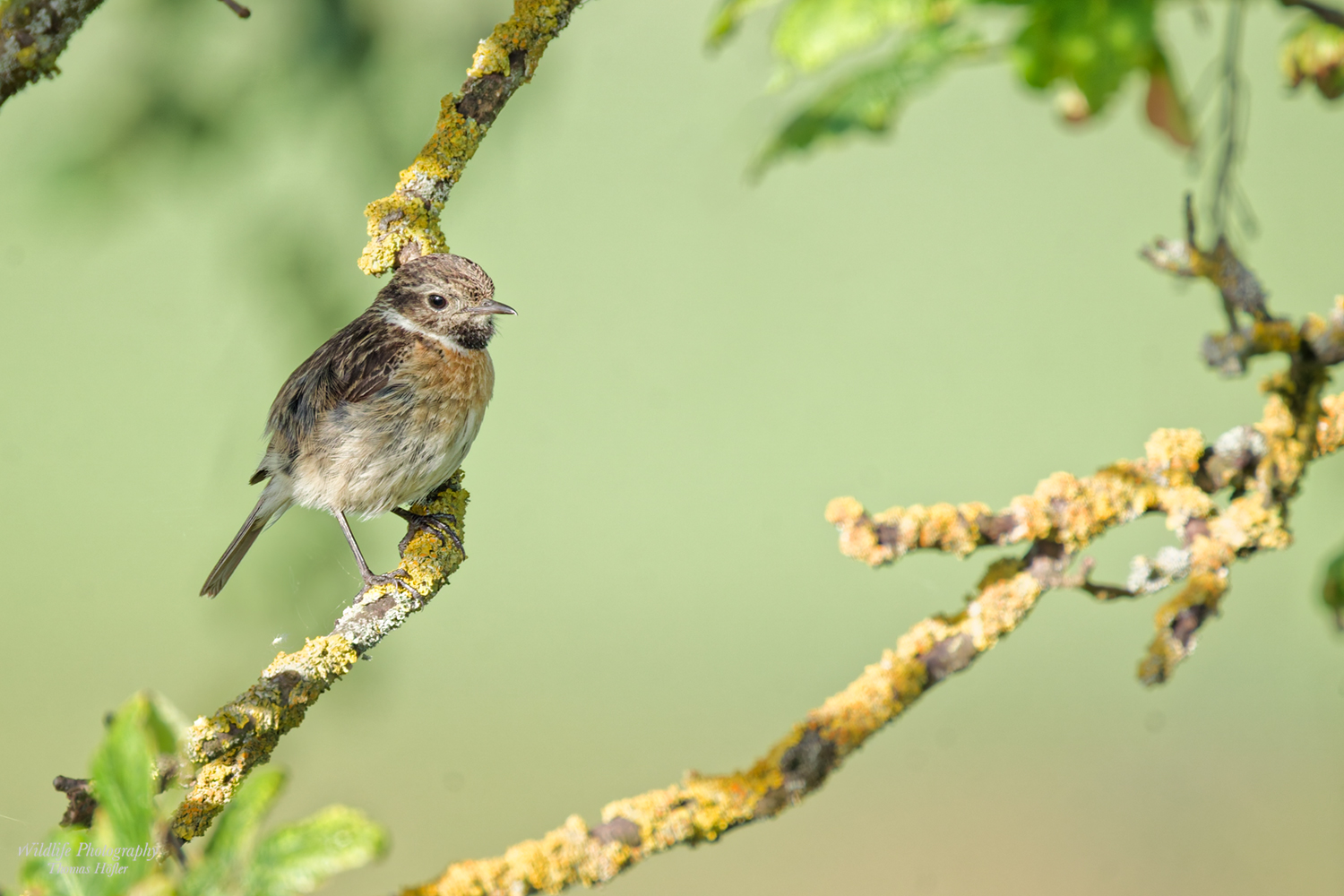 Juv. Schwarzkehlchenmännchen