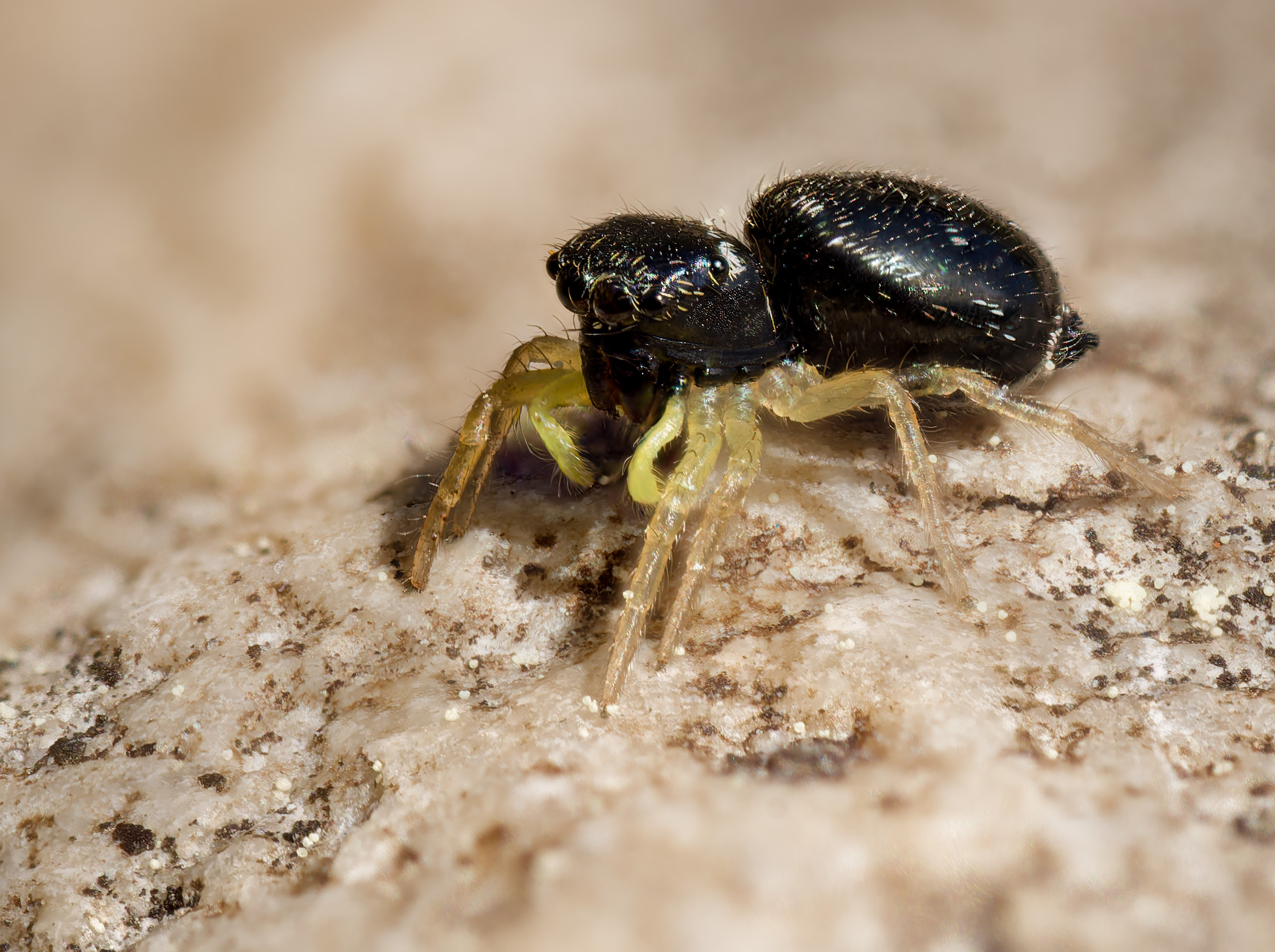 Weibchen einer Gelbbeinige Sonnenspringspinne, (Heliophanus flavipes)