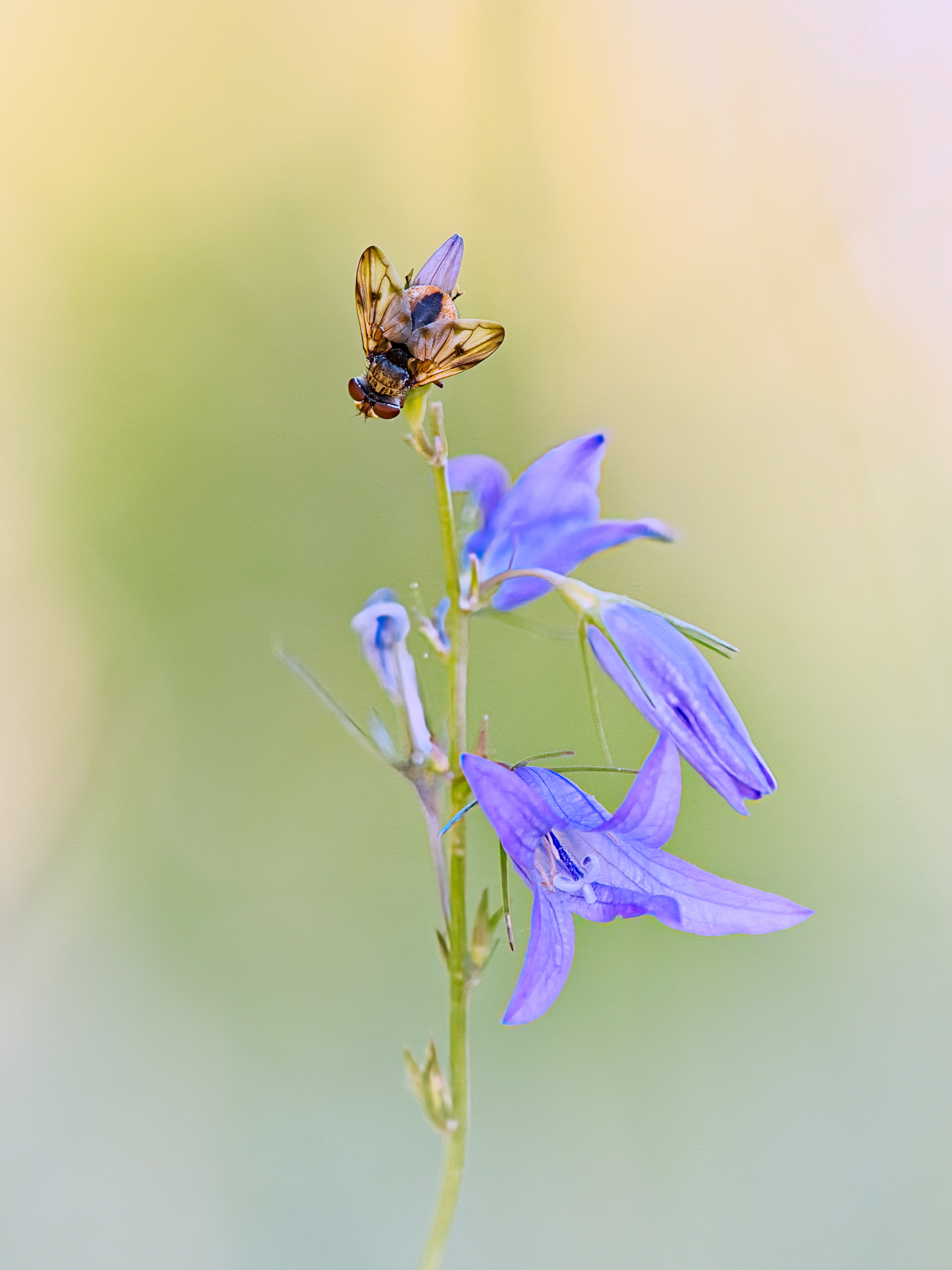 Fliege