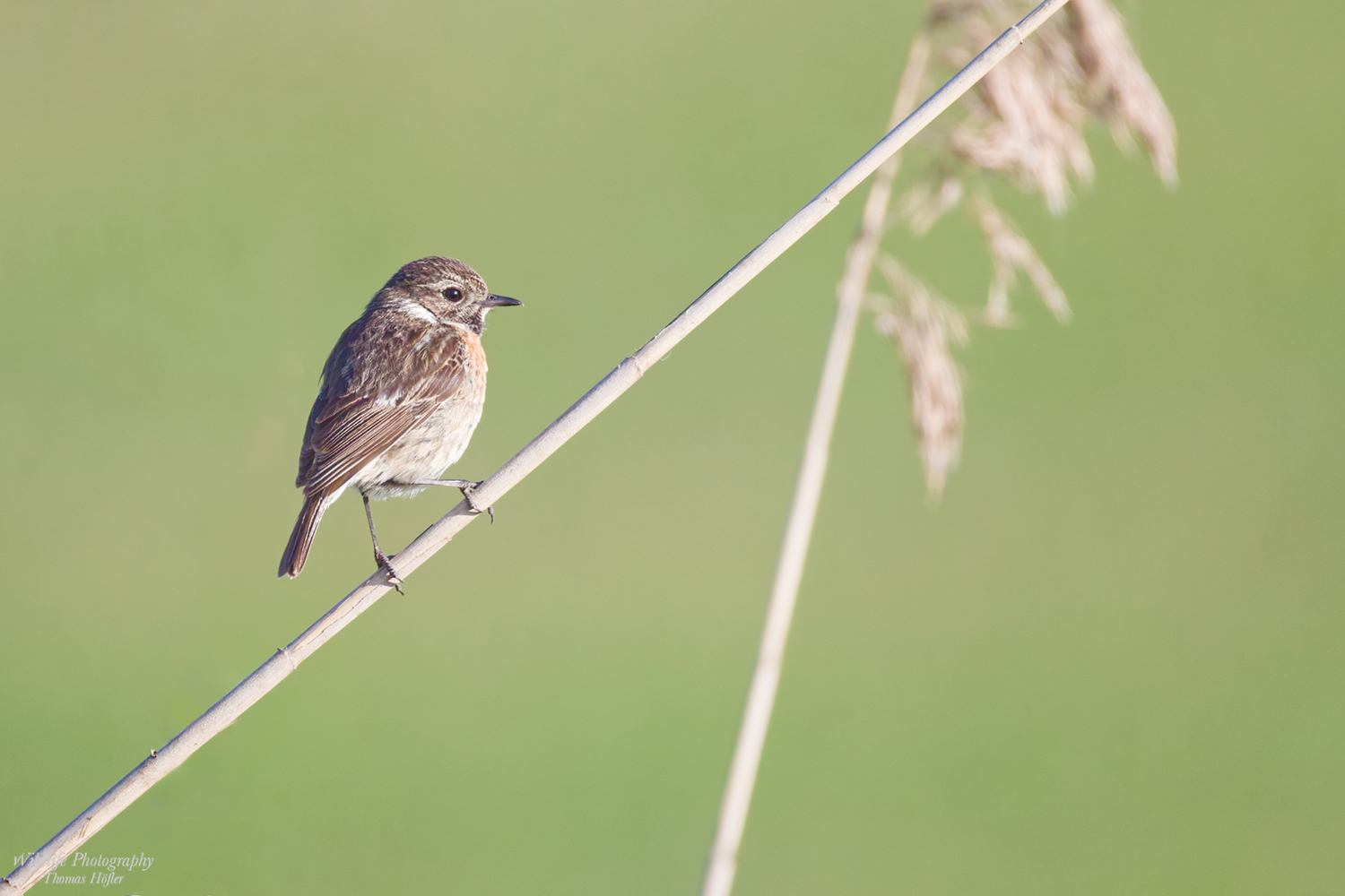 Juv. Schwarzkehlchen