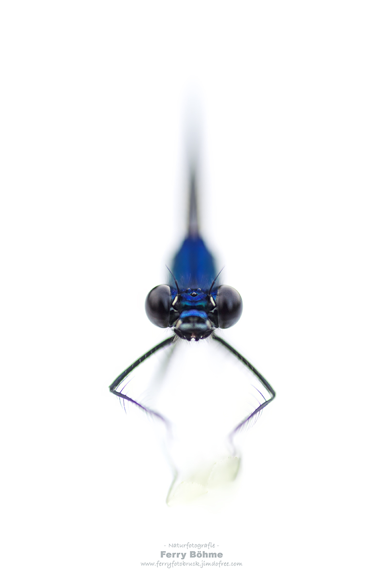 Alien in Blau