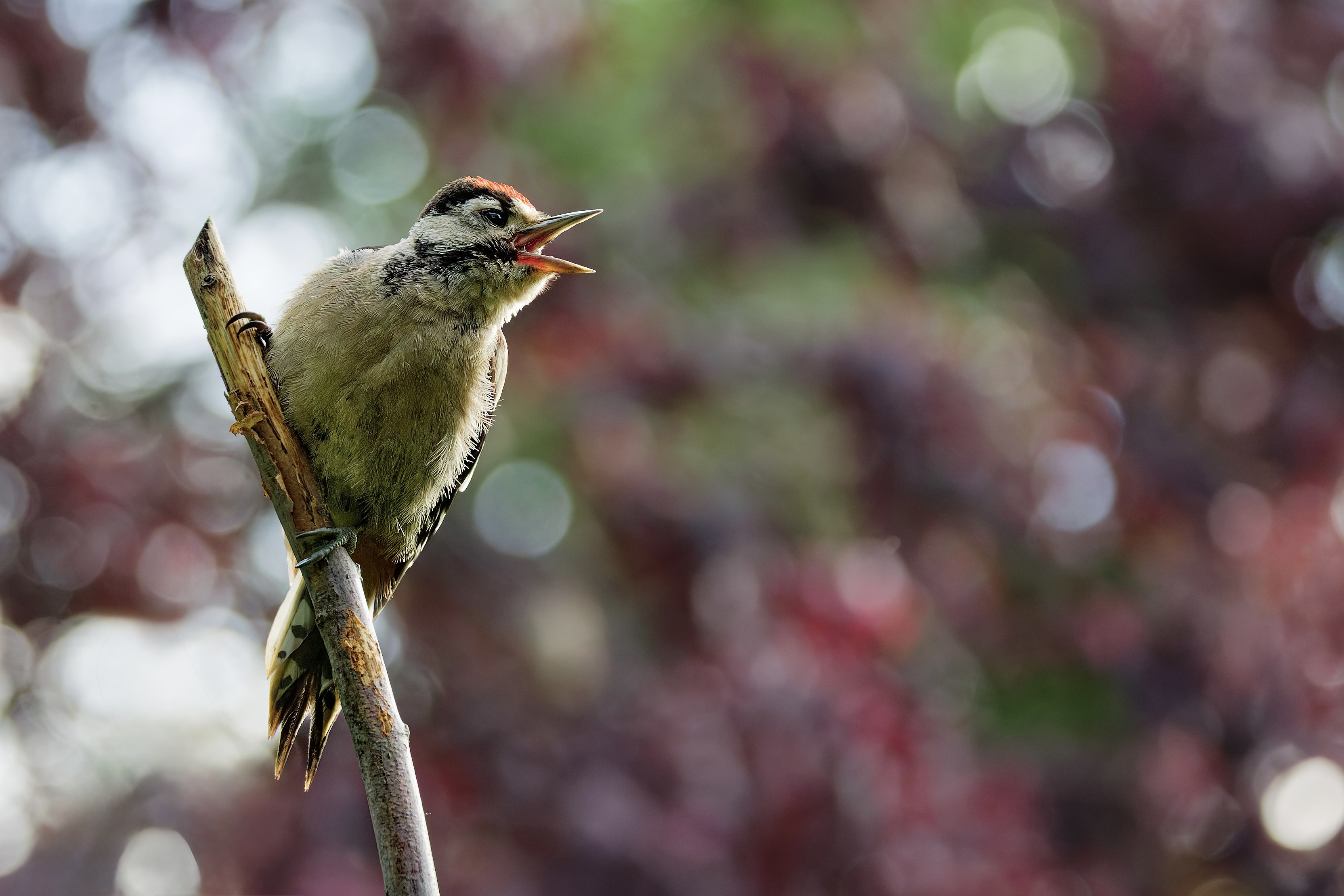 Vogel des Tages !