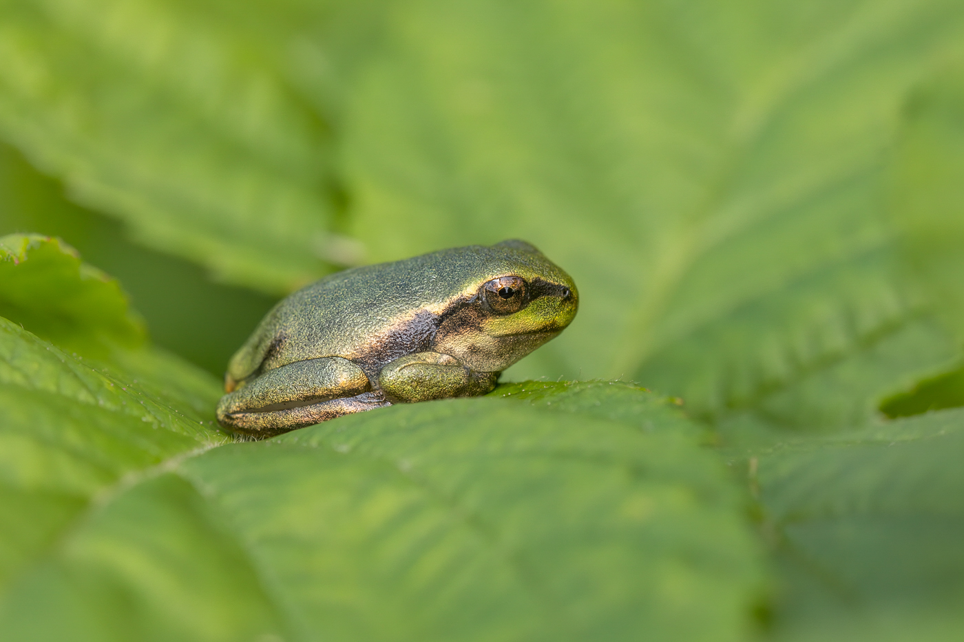 Laubfrosch-Baby