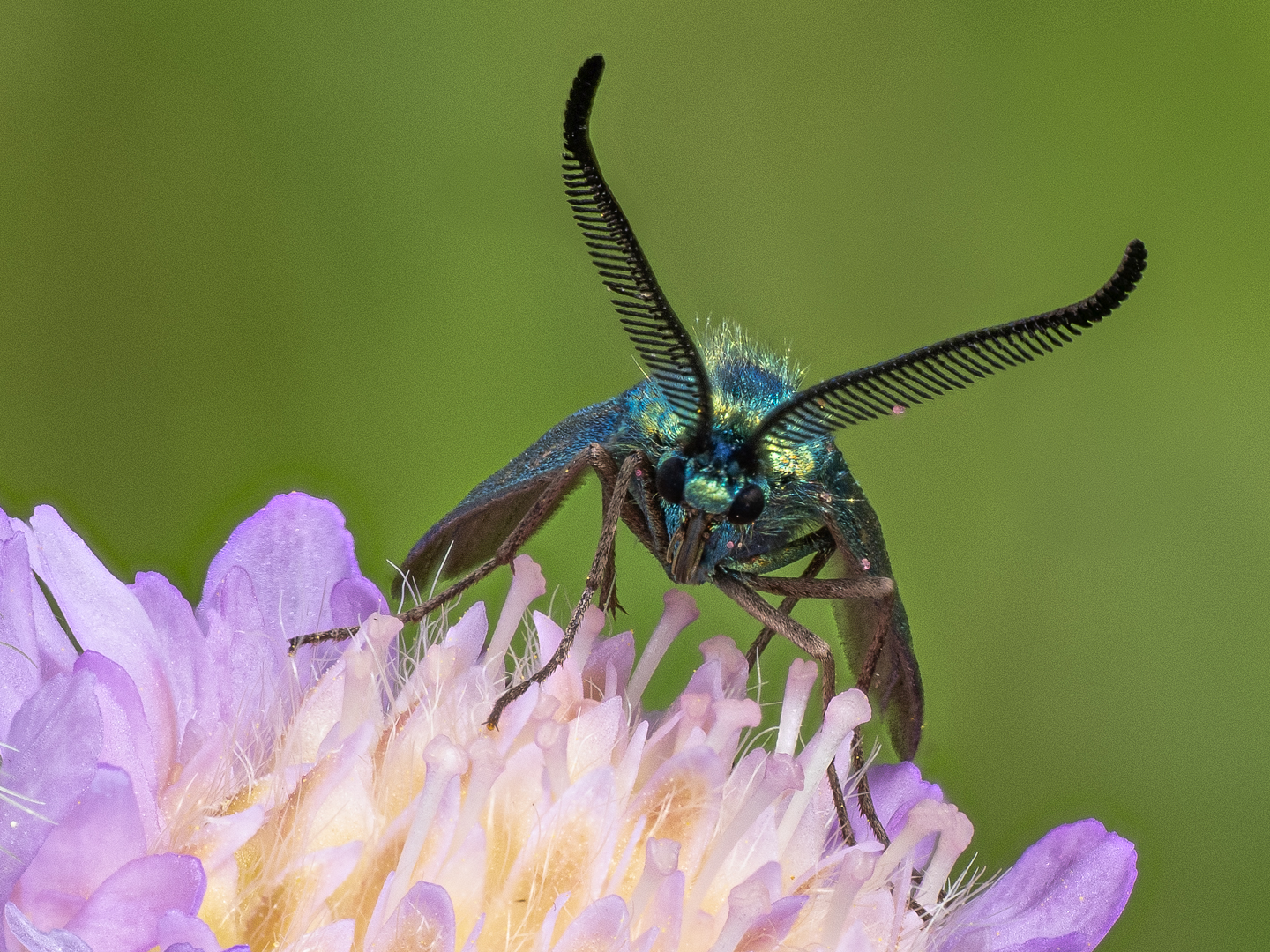 Ampfer-Grünwidderchen  ( Adscita statices )