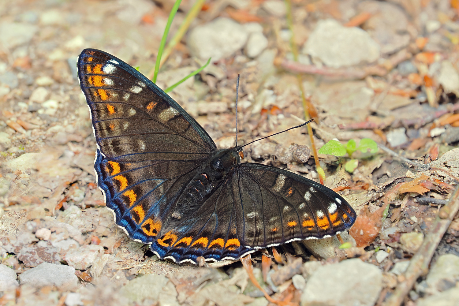 Limenitis populi,der Große Eisvogel