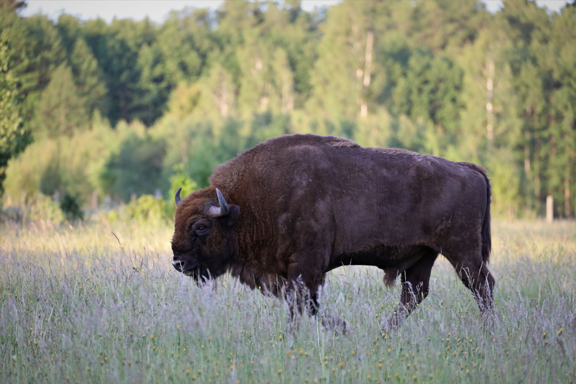 Wisent (Bison bonasus)
