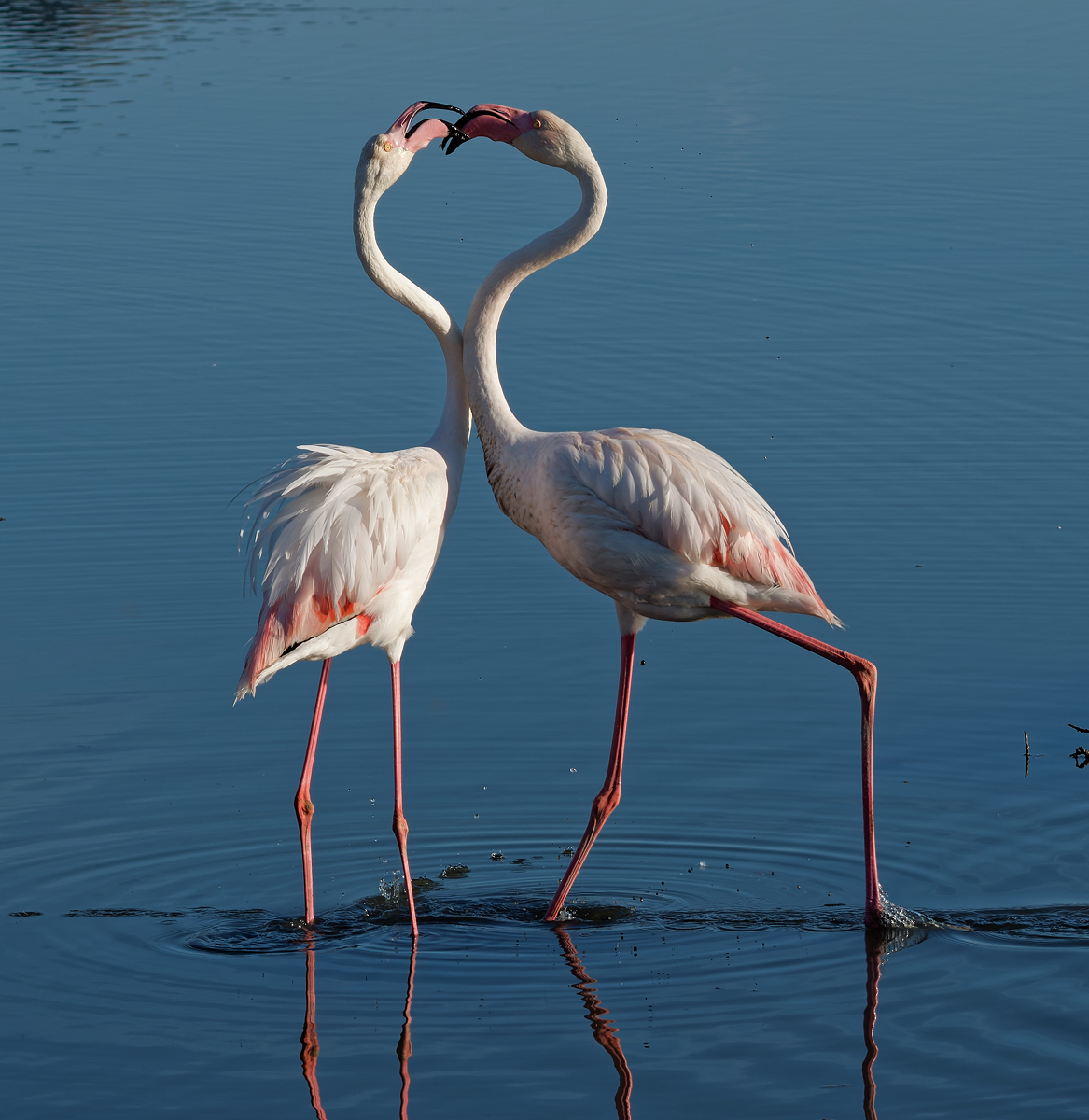 Flamingos....
