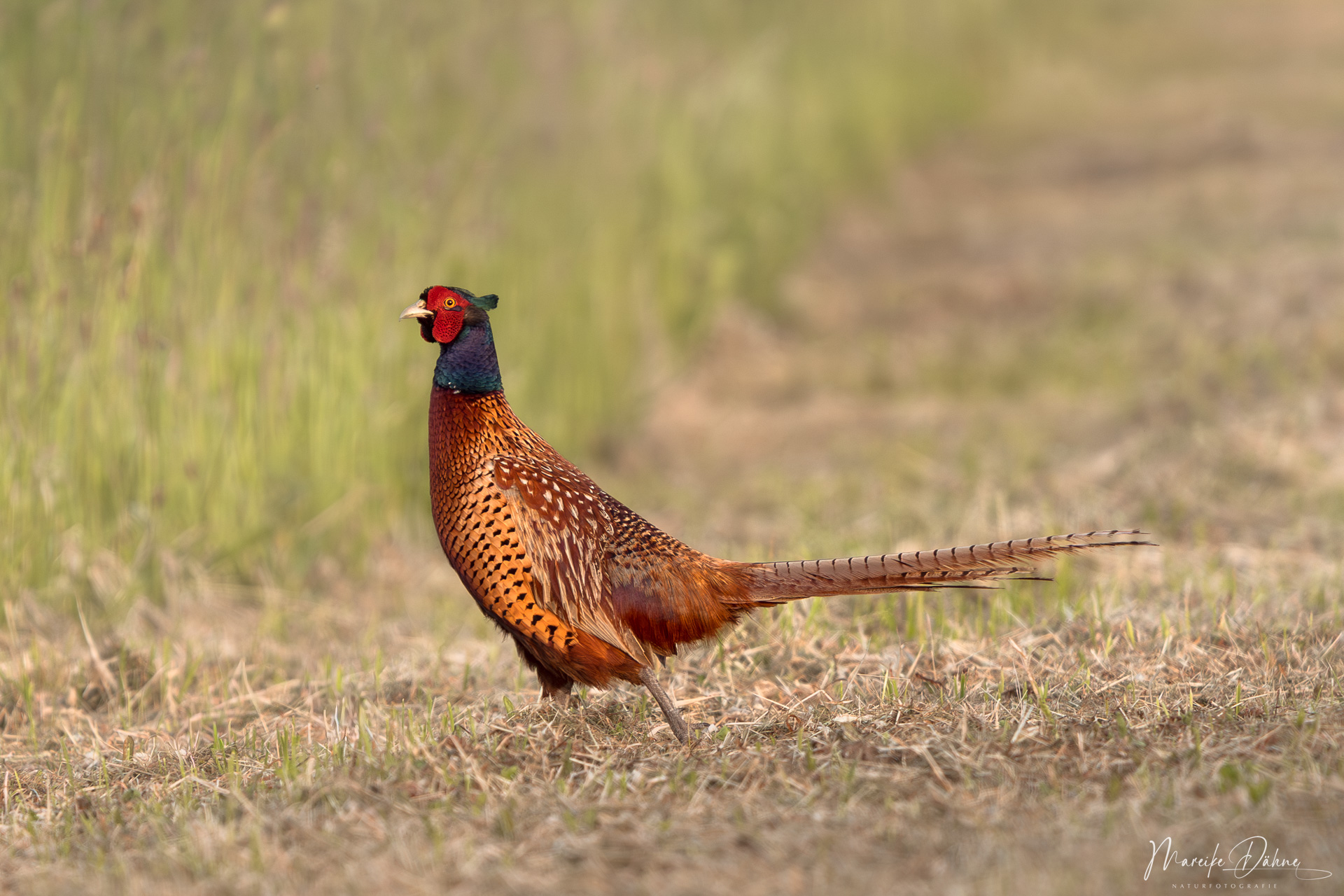 (Jagd-)Fasan