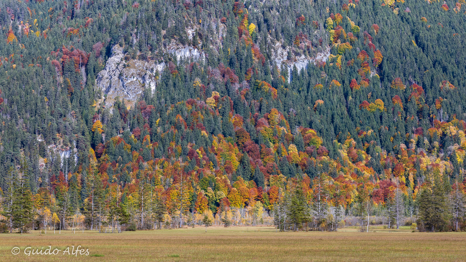 Bergwald im Herbst