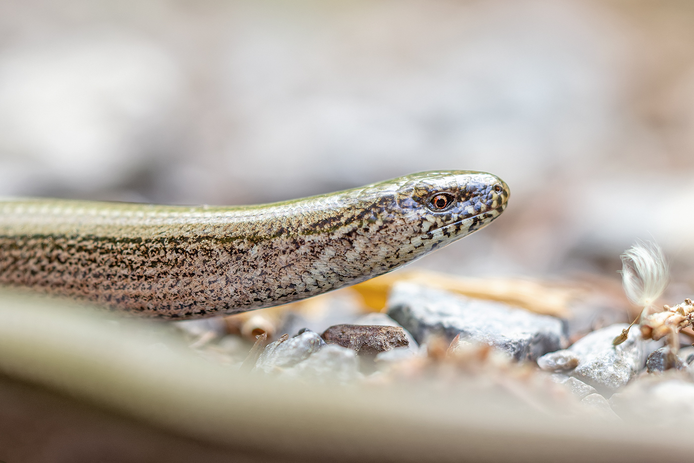 Blindschleiche