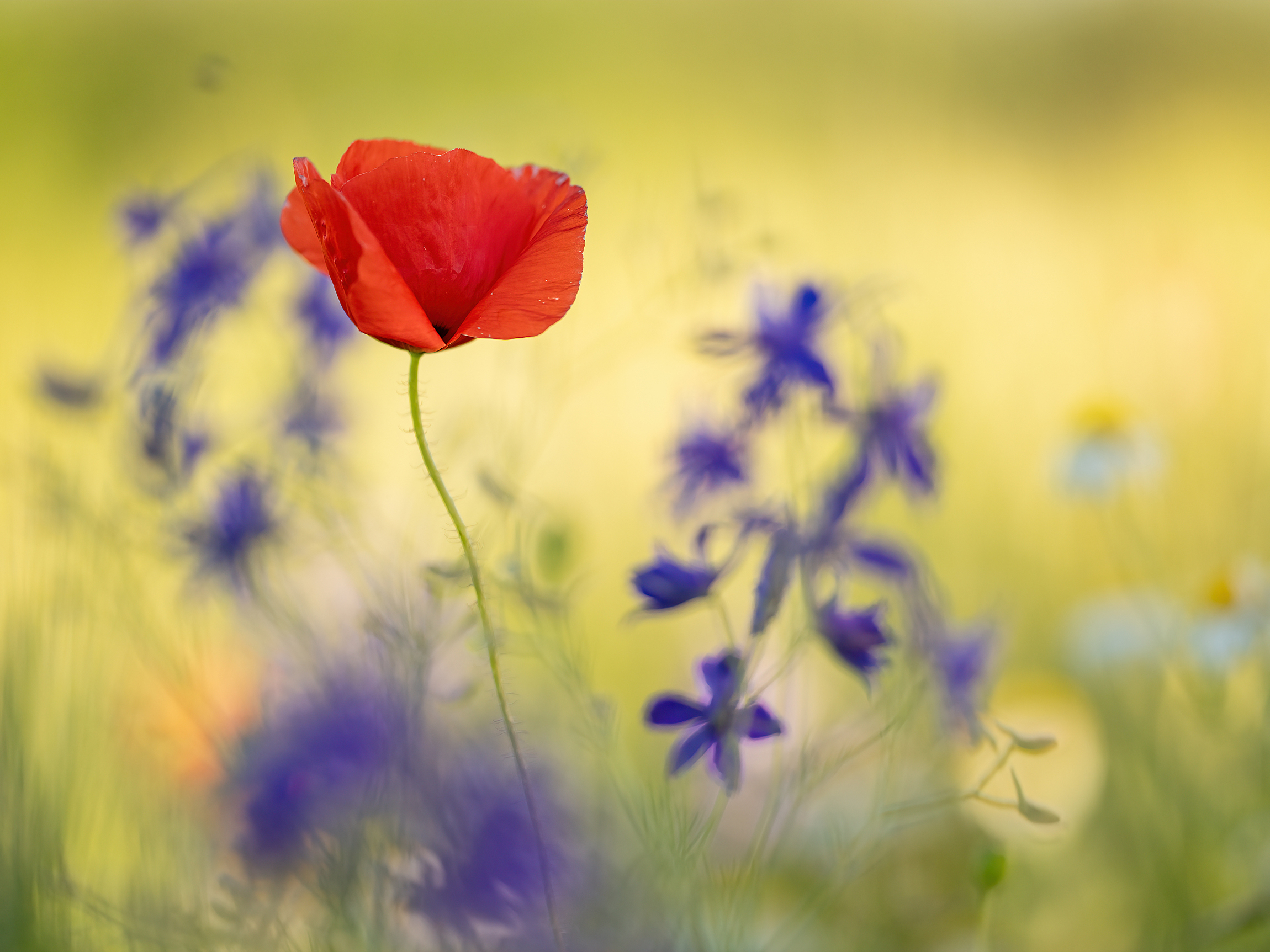 Farben und Sommerwind