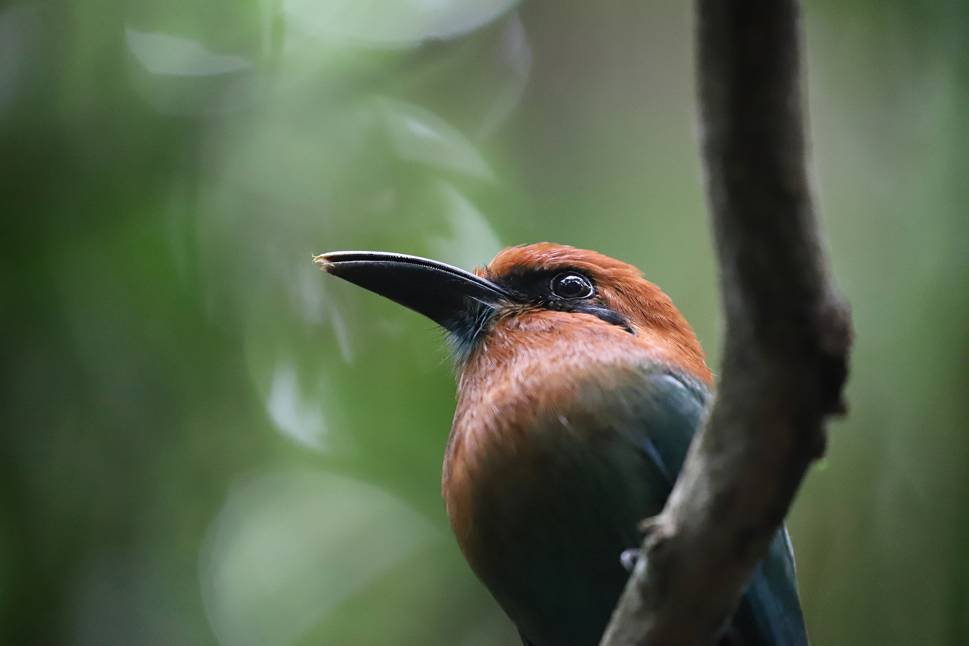 Plattschnabelmotmot