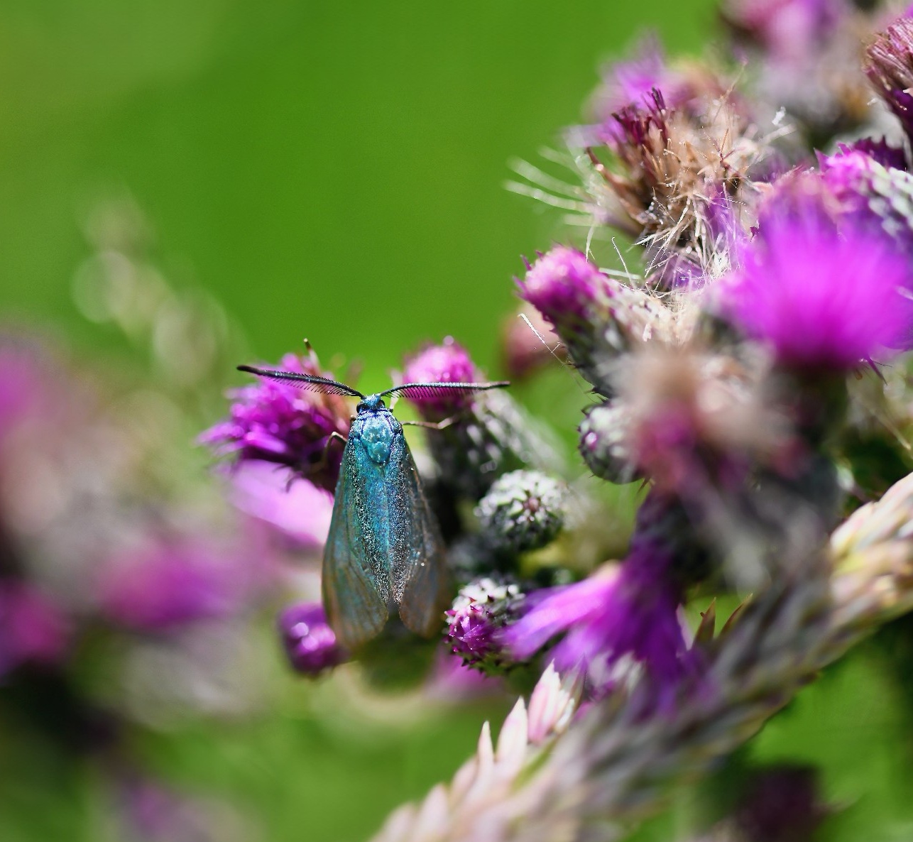 Ampfer Grünwidderchen