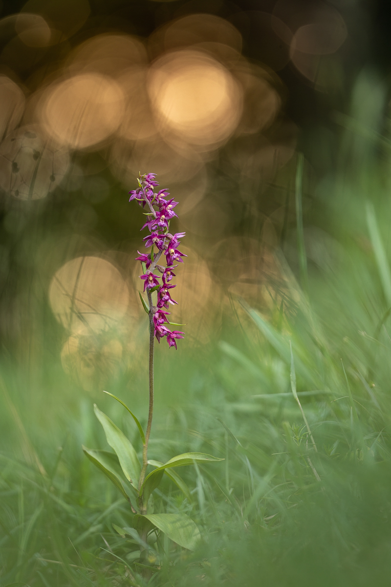 Epipactis atrorubens ...