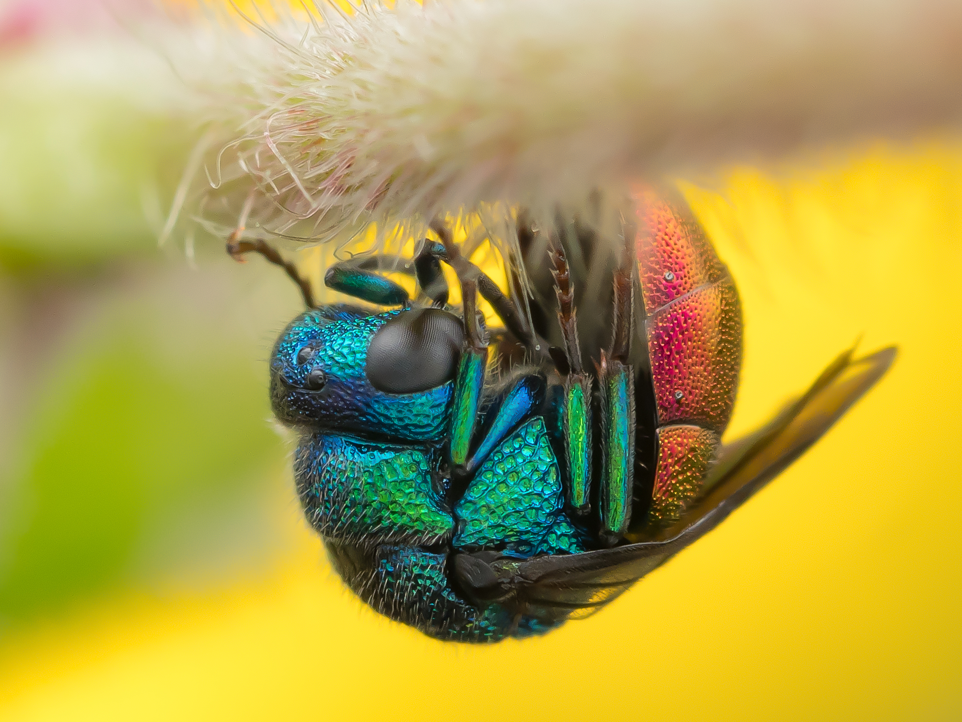Schlafende Goldwespe (Chrysididae sp.)