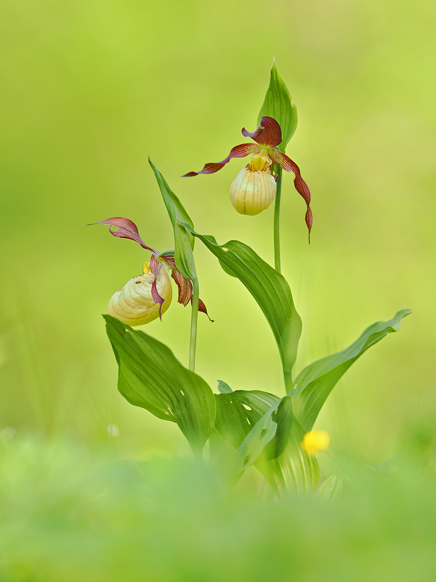 Lady slippers oder auch Frauenschuh Orchidee