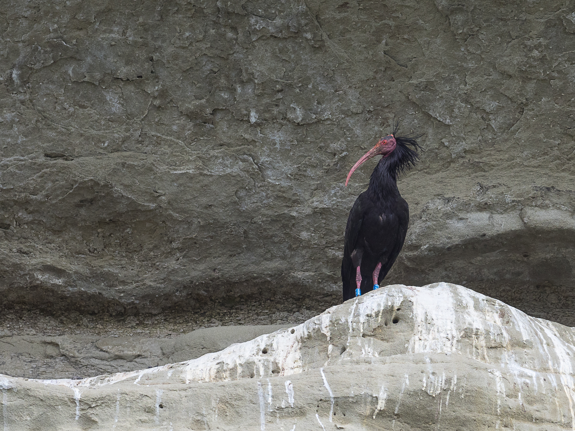 Waldrapp