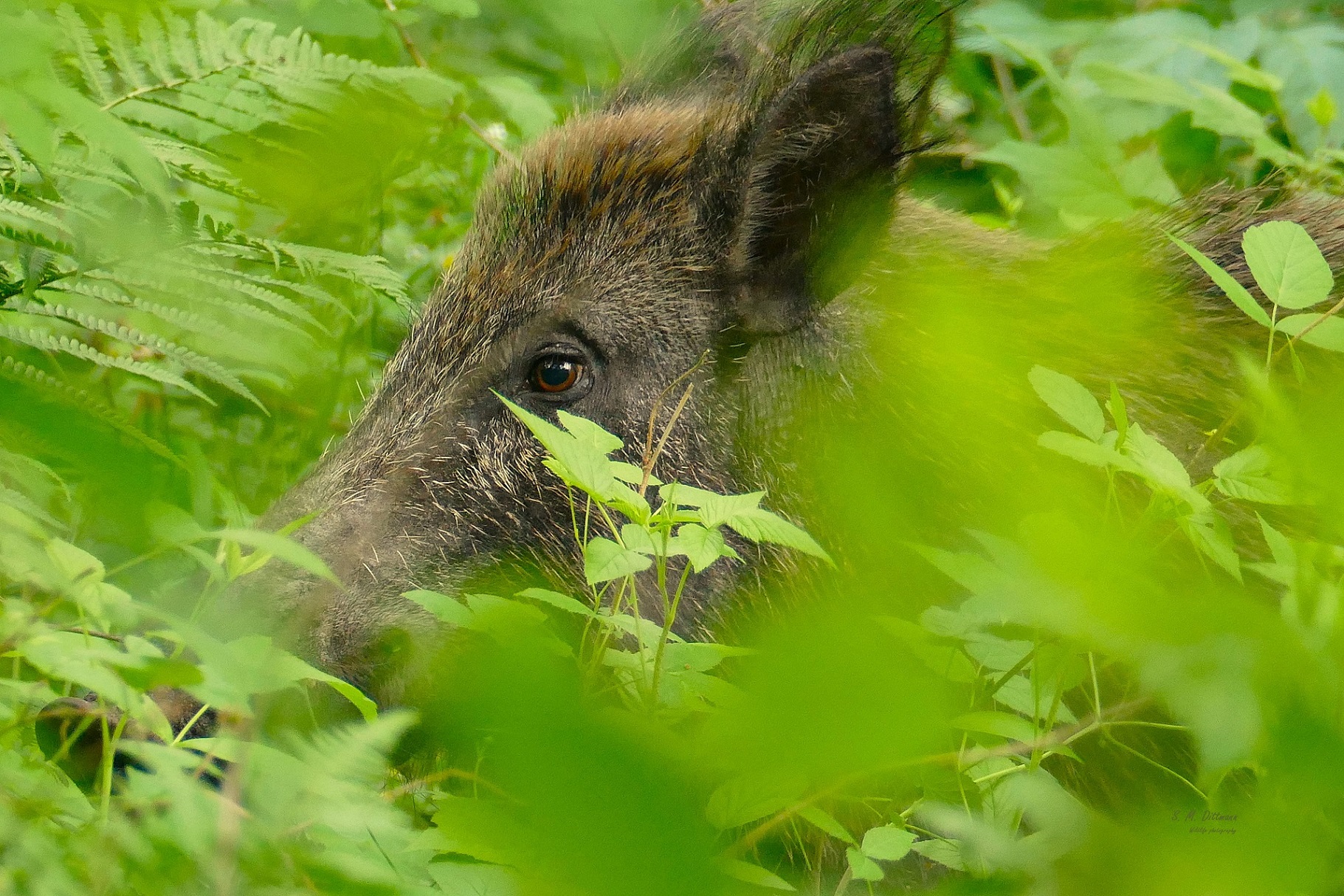 Braune Augen