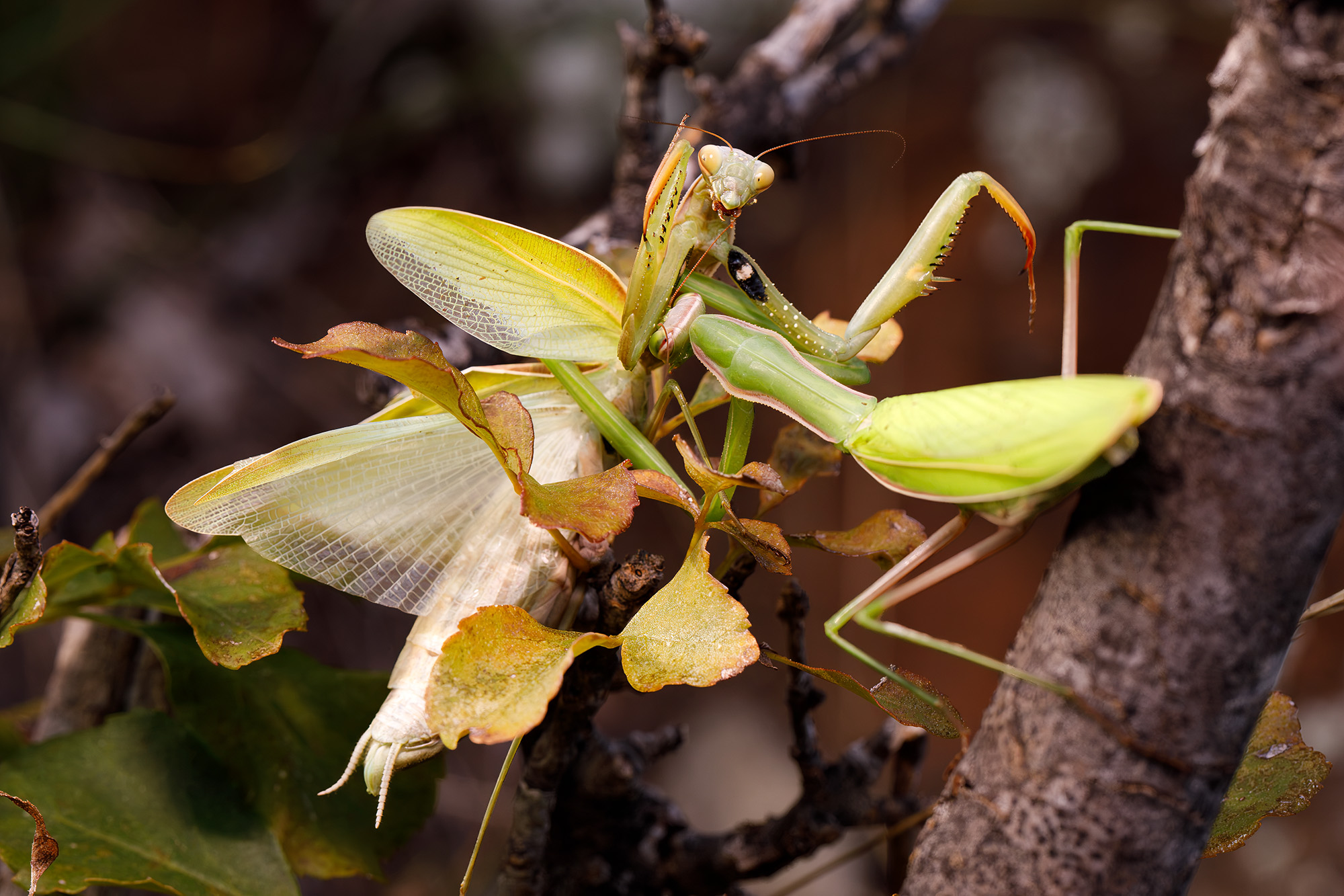 Mantis vs Mantis
