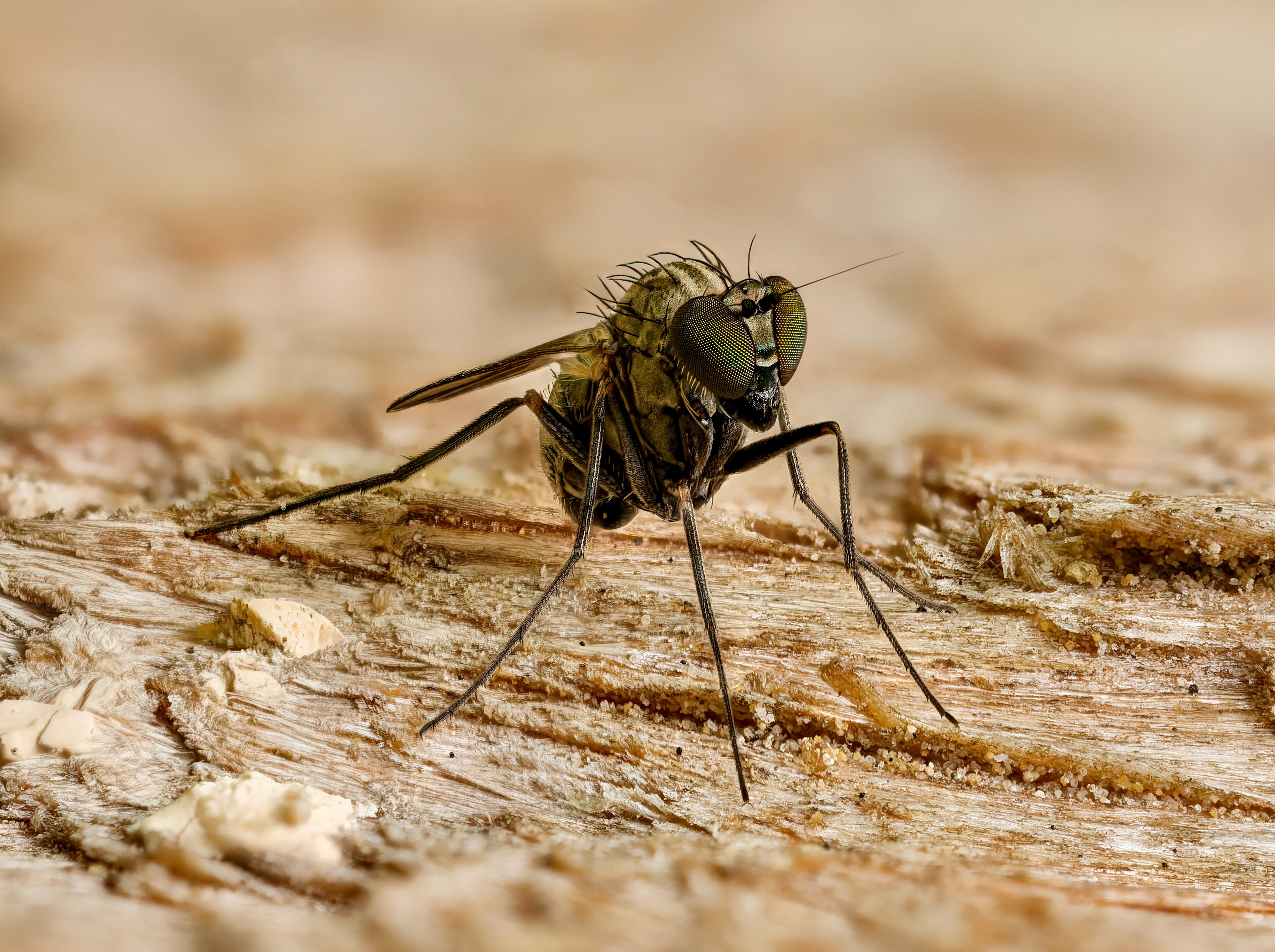 Langbeinfliege (Dolichopodidae) aus der Gattung Medetera