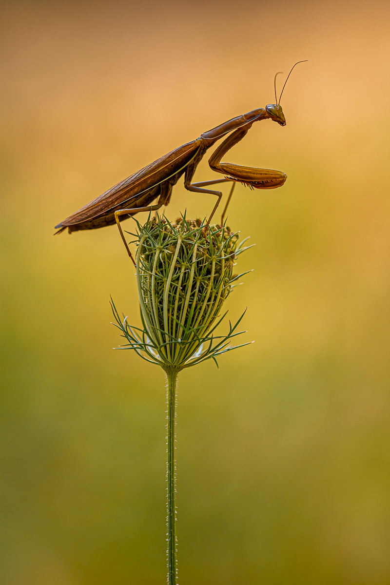 Braune Mantis-Dame