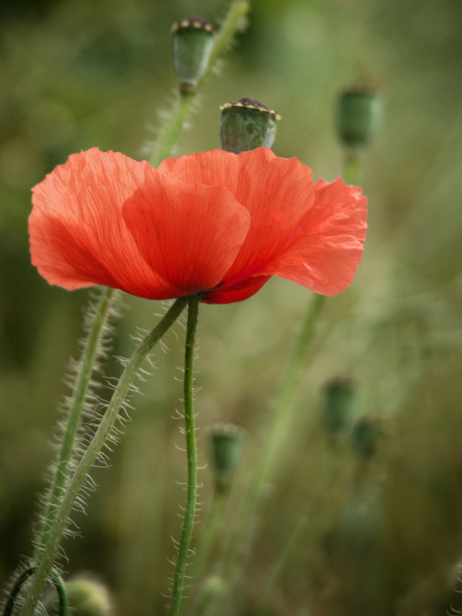 Die Mohnblume