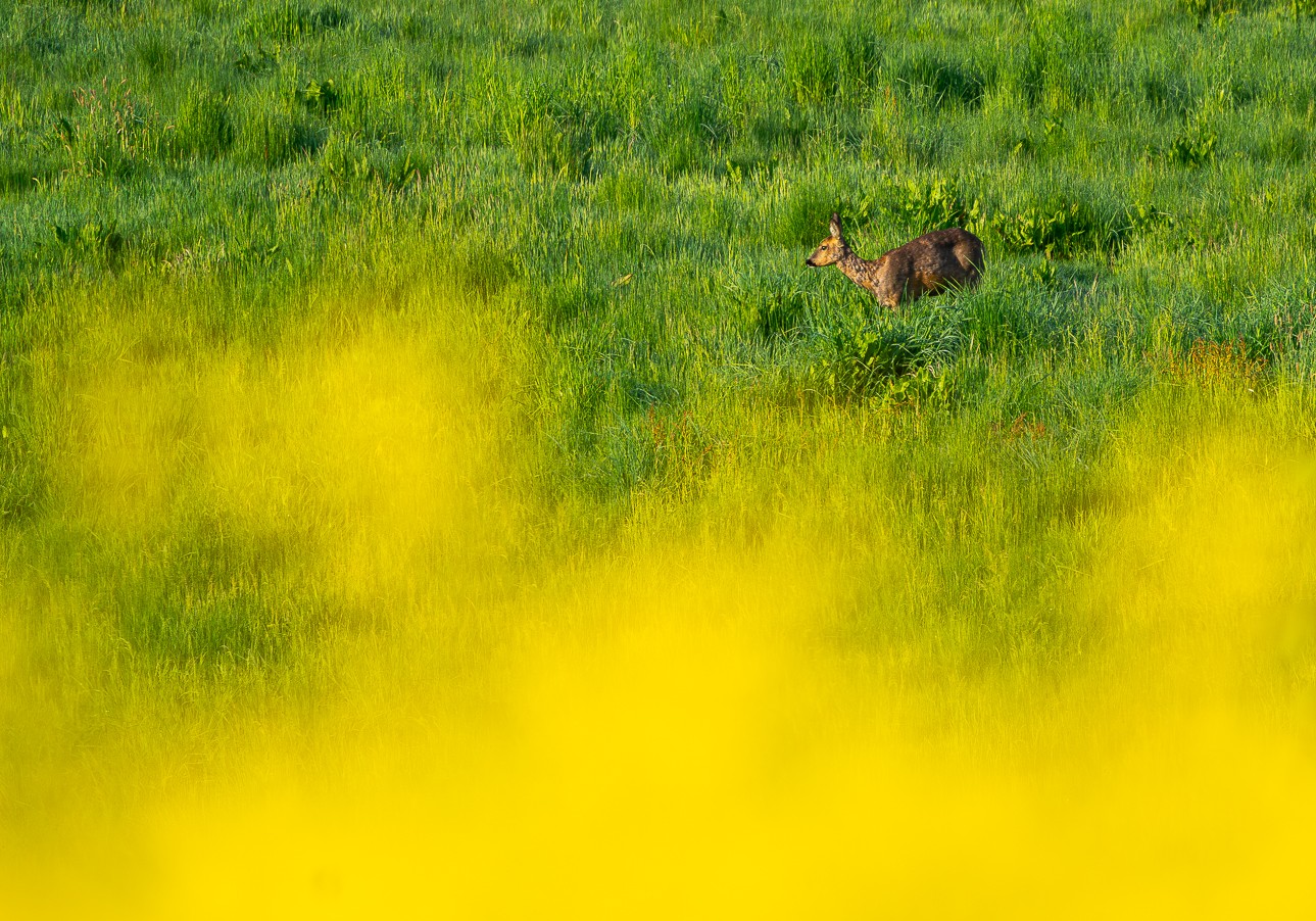 Gelbe Landschaft