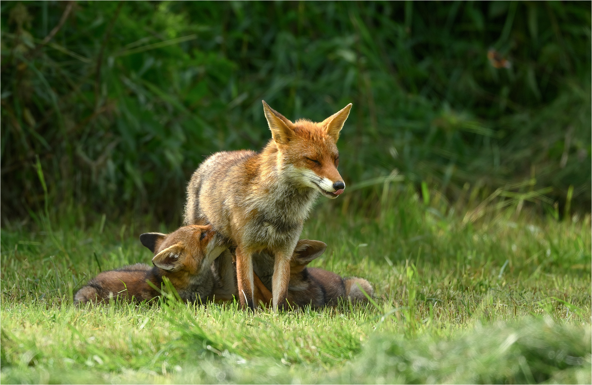 Fuchsfamilie