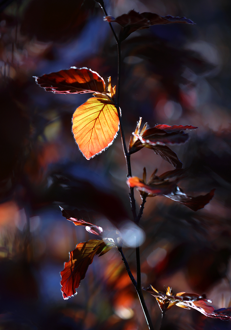 das Blatt