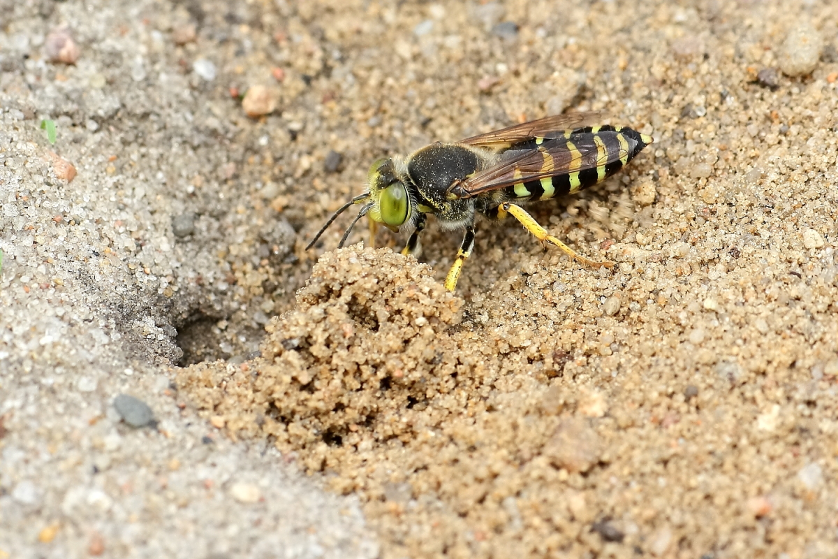 Kreiselwespe vor der Bruthöhle