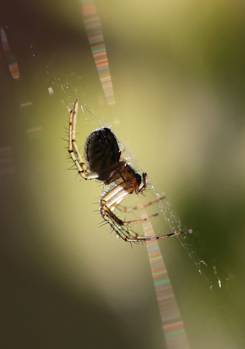 Spinne im Gegenlicht