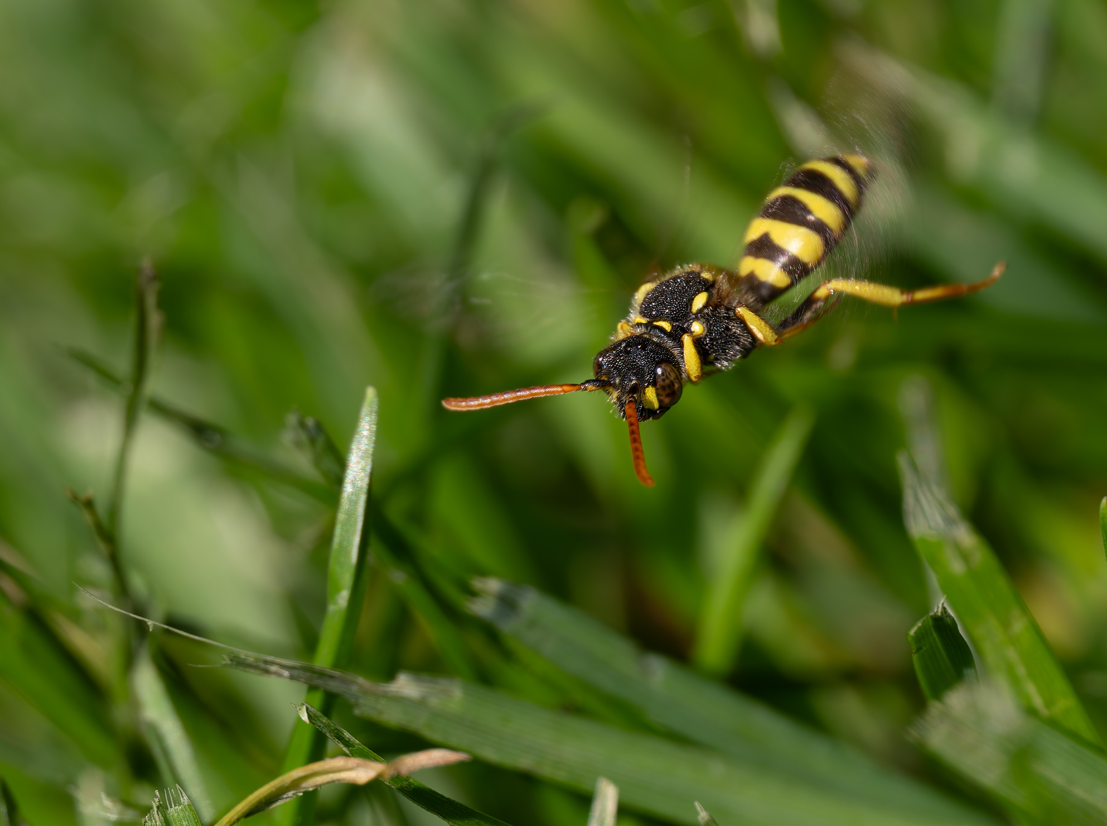 Weibliche Nomada goodeniana, Schmalband-Wespenbiene oder Feld-Wespenbiene