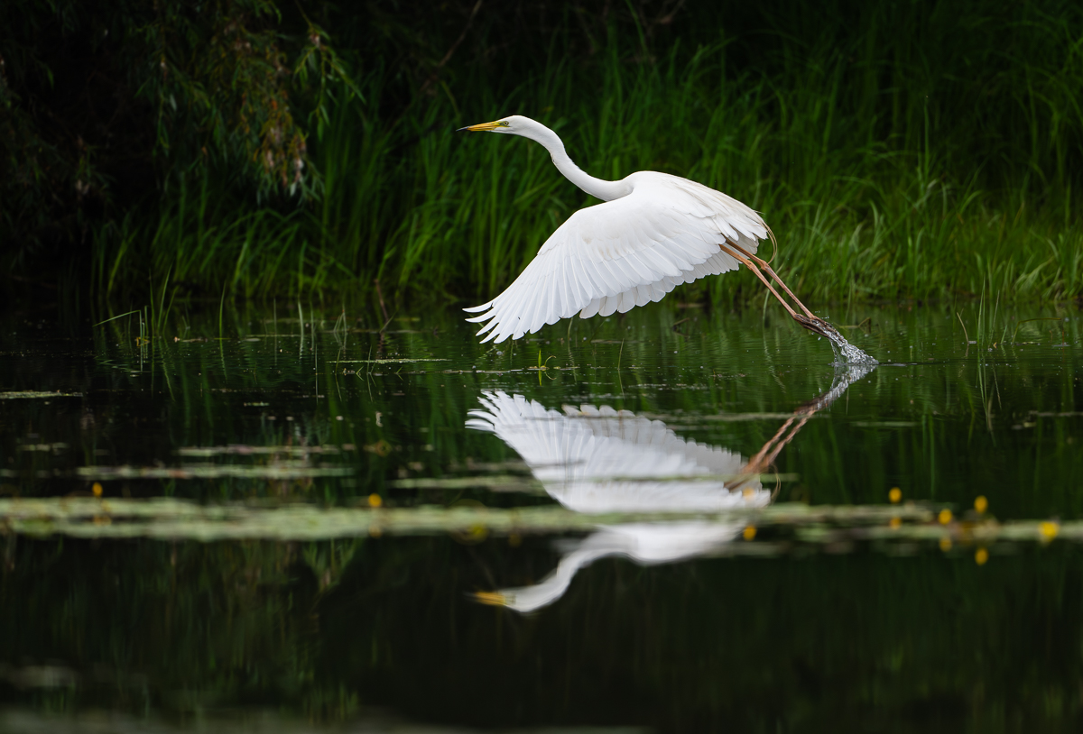 Silberreiher Spiegelung