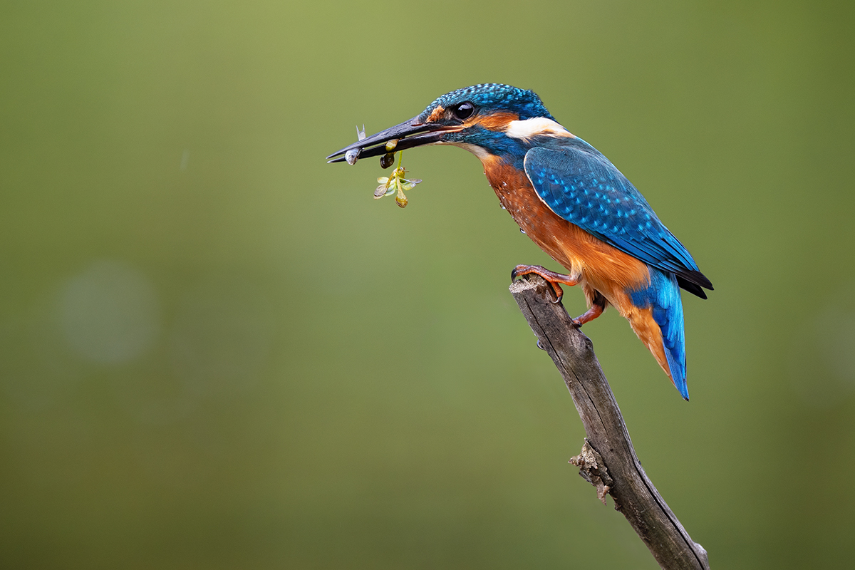 Eisvogelzeit