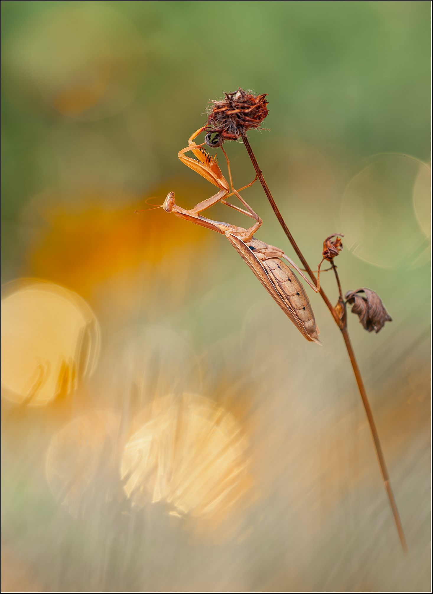 -Aurum Mantis-
