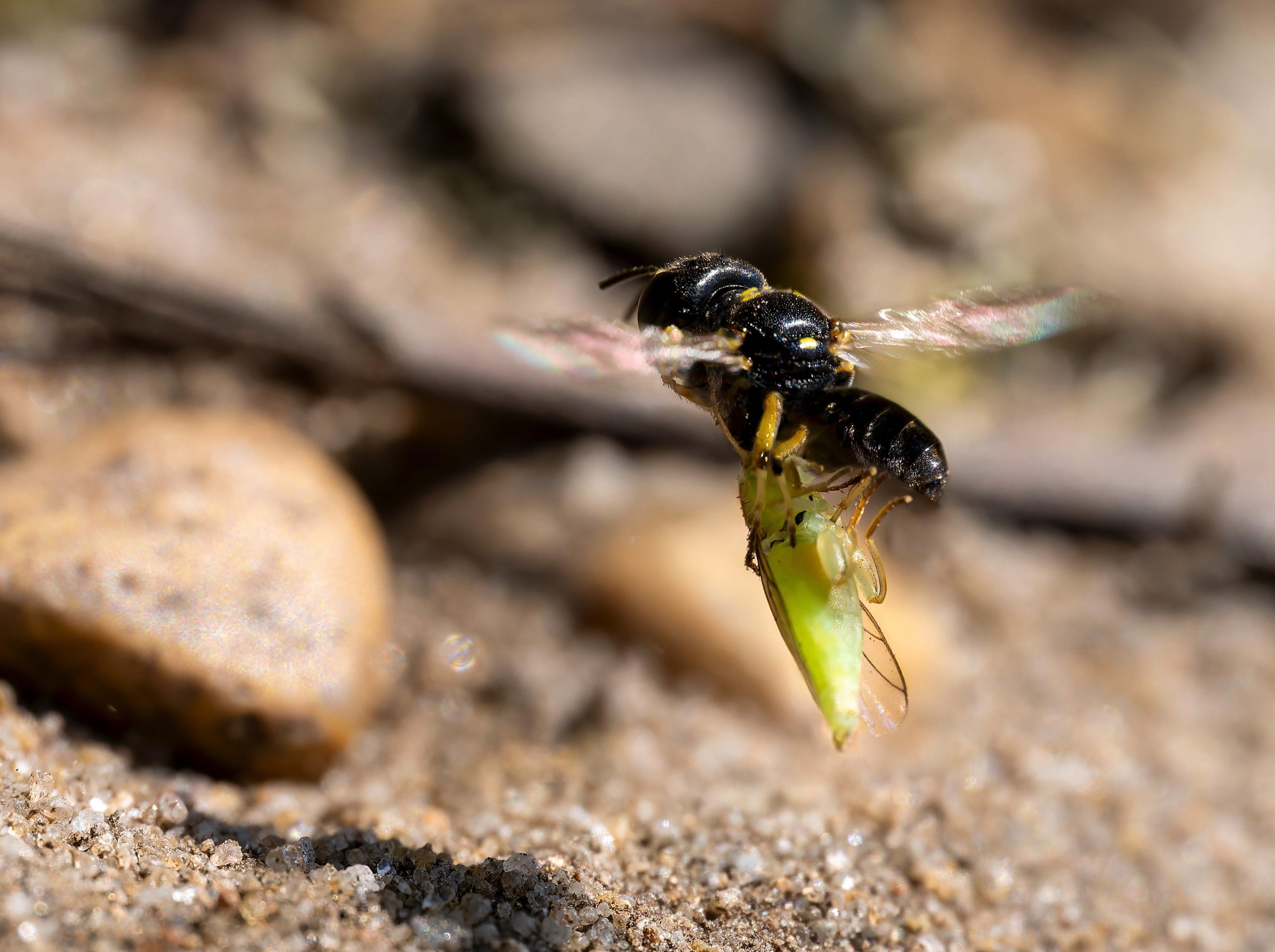 Weibchen einer Sand-Zwerggrabwespe (Crossocerus wesmaeli)