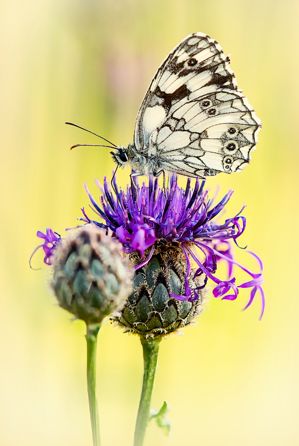 Melanargia galathea