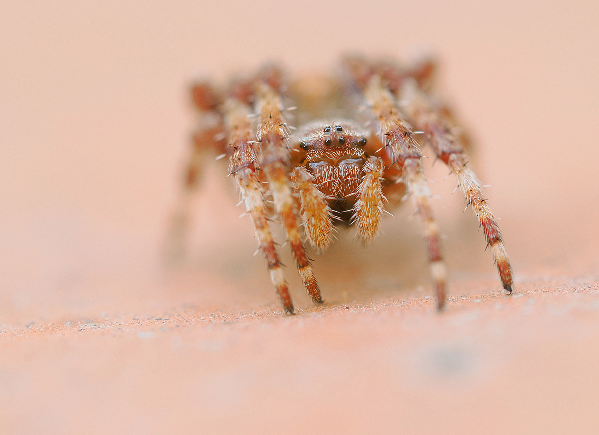Gehörnte Kreuzspinne (Araneus angulatus)