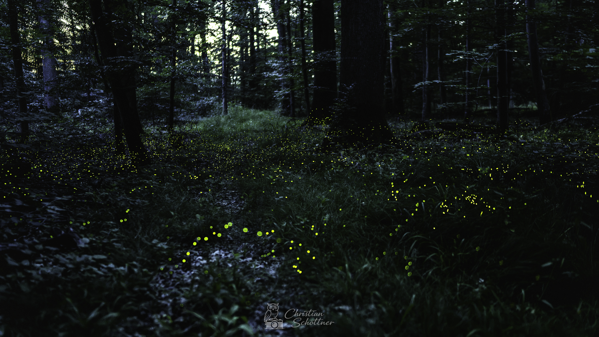 Sternenmeer am Waldboden