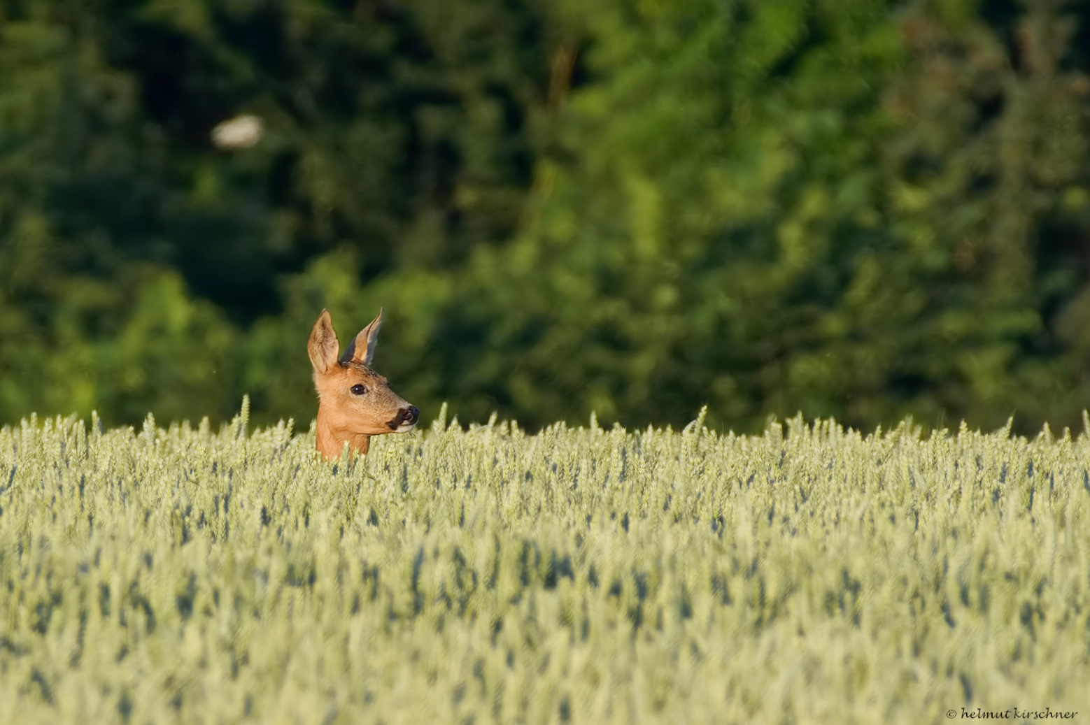 Morgens am Waldrand